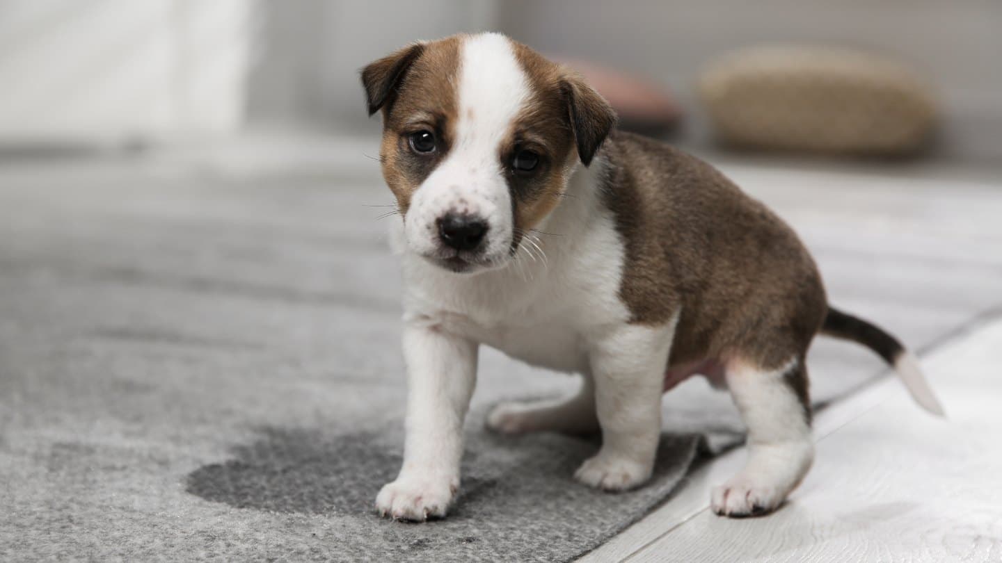 Pet Odor Removal in Spring Hill, TN 37174