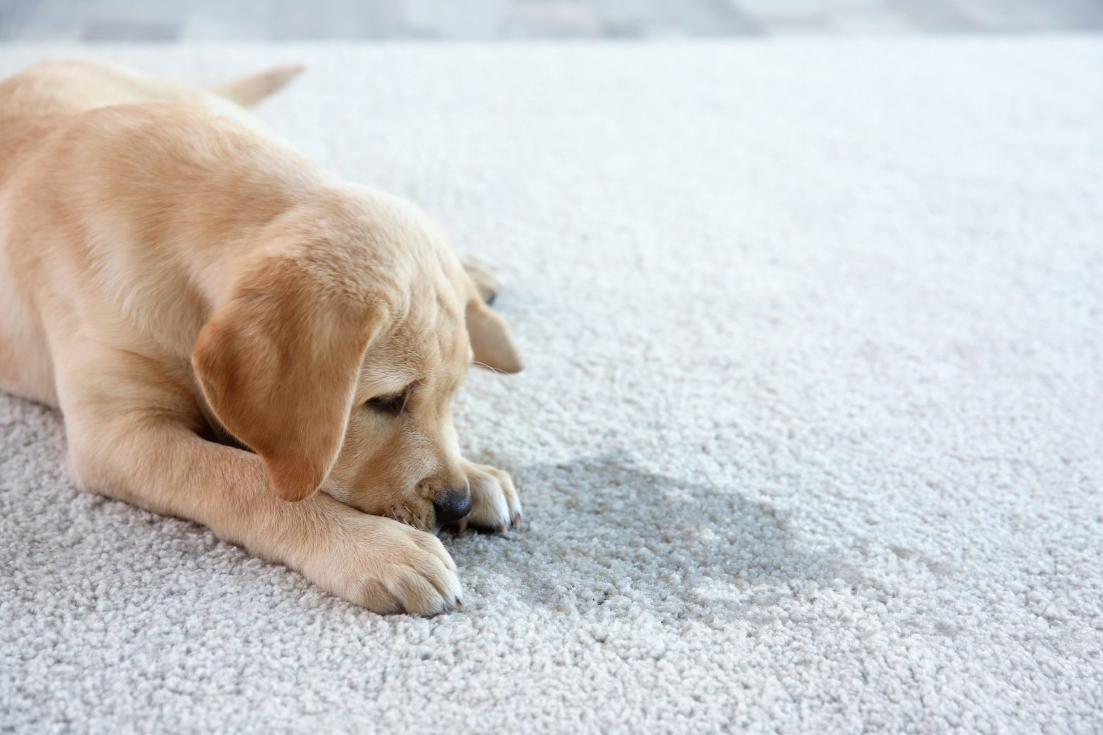 How To Get Dog Urine Out of a Rug